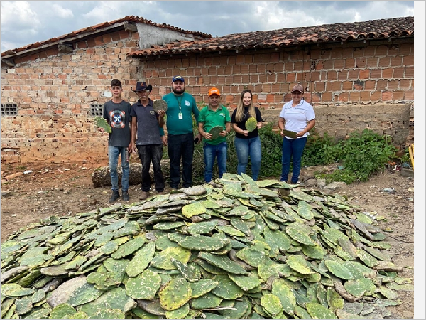 Prefeitura de Serraria entrega 10 mil raquetes de palma forrageira a criadores